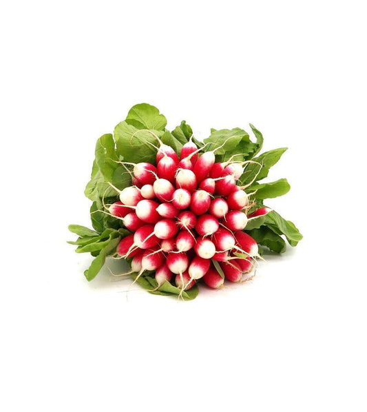 Radis botte (Les deux bottes) FRANCE