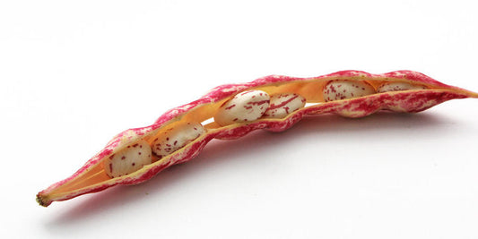 Haricots écossés (Les 500g) FRANCE