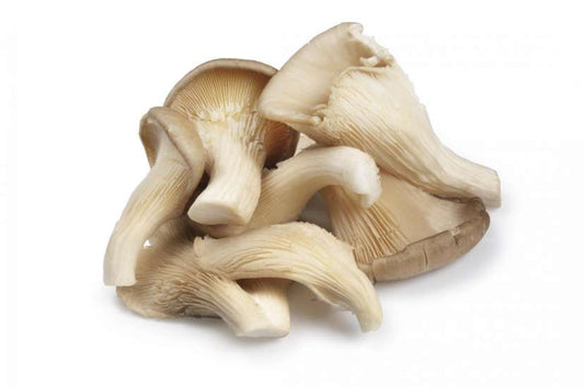 Champignons Pleurotte FRANCE