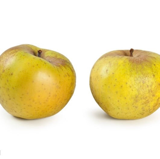 Pommes Clochard FRANCE