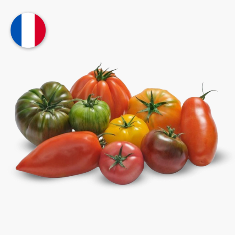 Tomates couleurs mélangées de Chailly (77) FRANCE