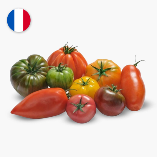 Tomates couleurs mélangées de Chailly (77) FRANCE