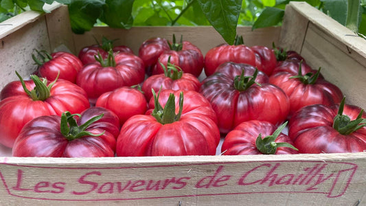 Tomates noires bleues/rosées de Chailly (77) (Le kilo) FRANCE