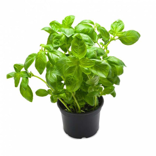 Basilic (Le pot) FRANCE