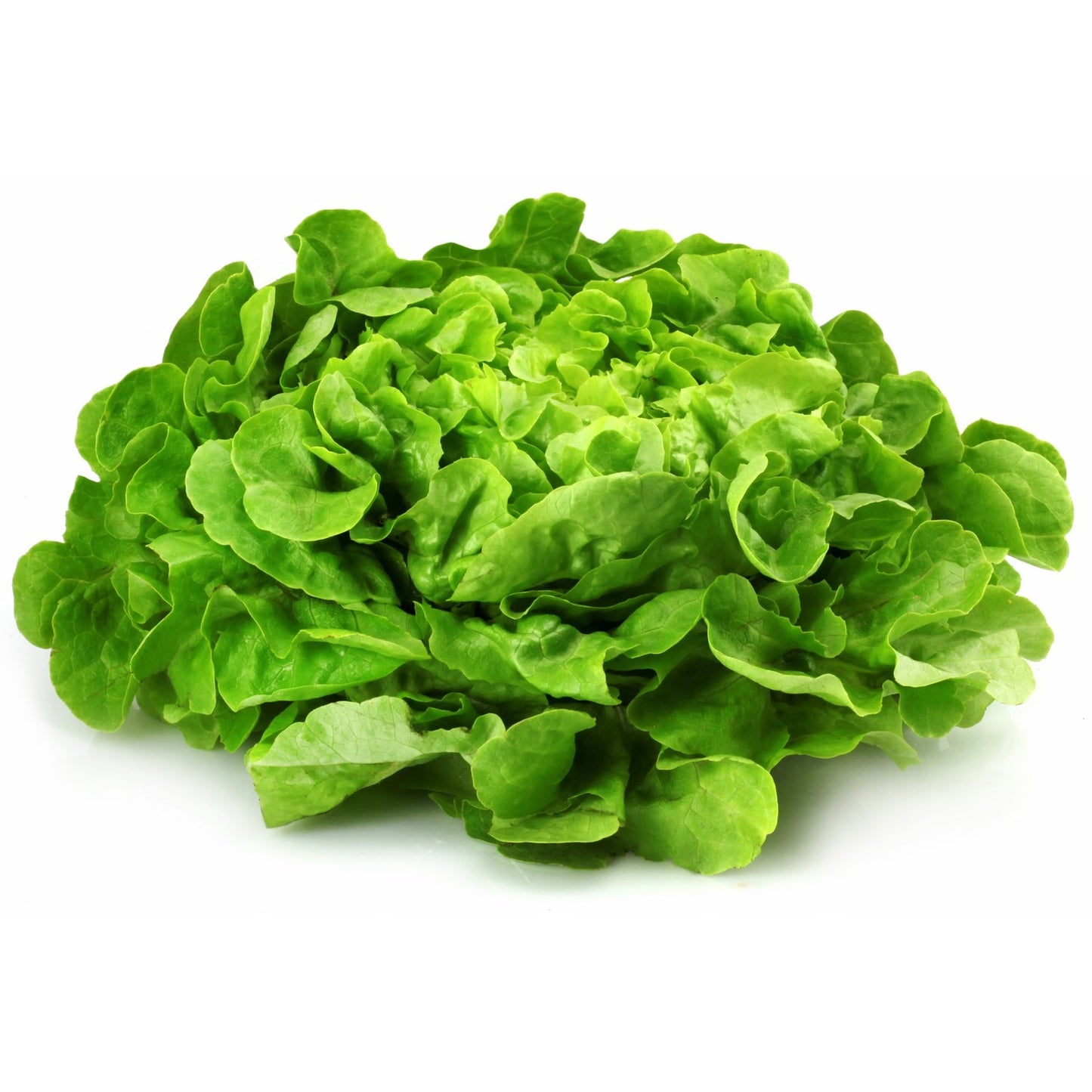 Salades Feuille de chêne verte (La pièce) FRANCE