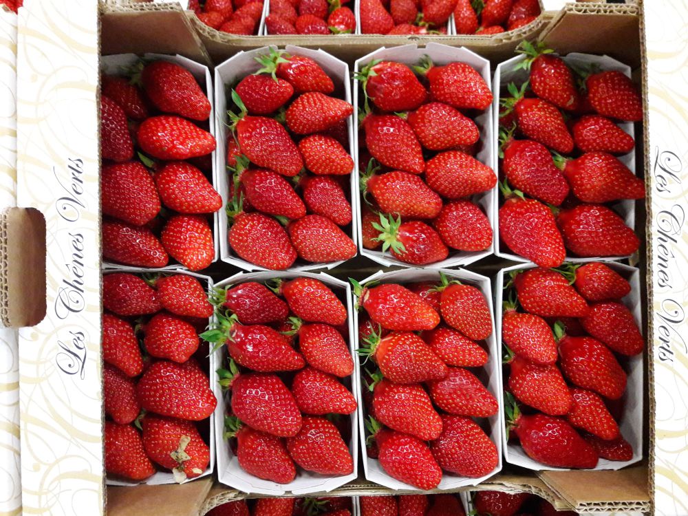 Fraises Dream Les Chênes verts (Les deux barquettes de 250g)
