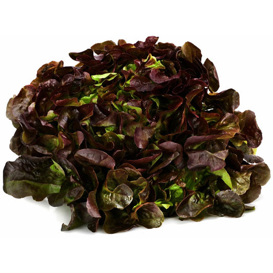 Salades Feuille de chêne rouge (La pièce) FRANCE