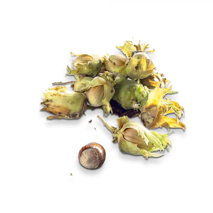 Noisettes fraîches (Les 500g) FRANCE