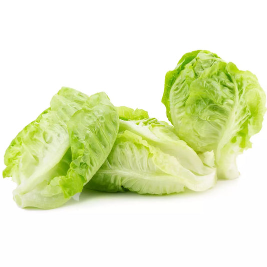 Salades Sucrine (Le sachet) FRANCE